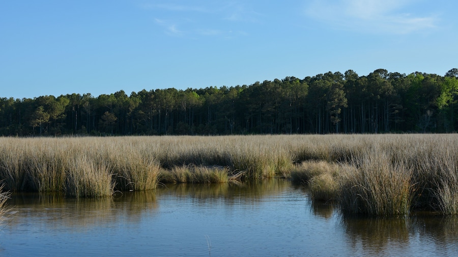 View of the salt marsh at Hughlett Point Natural Area on the coast of the Chesapeake Bay.