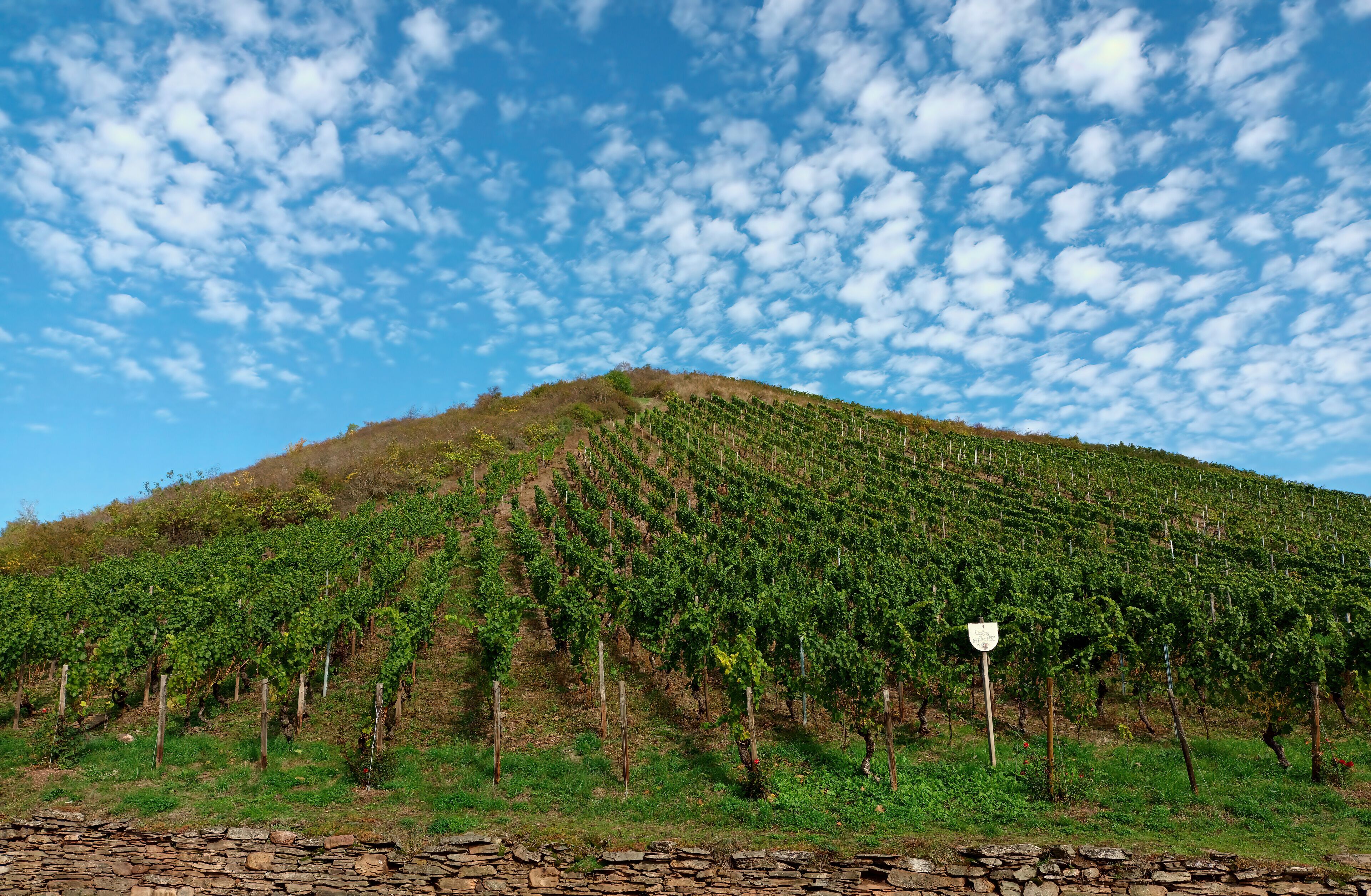 Weinberge in der Nahe-Region im Herbst bei Wallhausen auf dem Premium-Wanderweg Vitaltour Stein, Wein & Farbe im Landkreis Bad Kreuznach in der Nahe-Region von Rheinland-Pfalz.