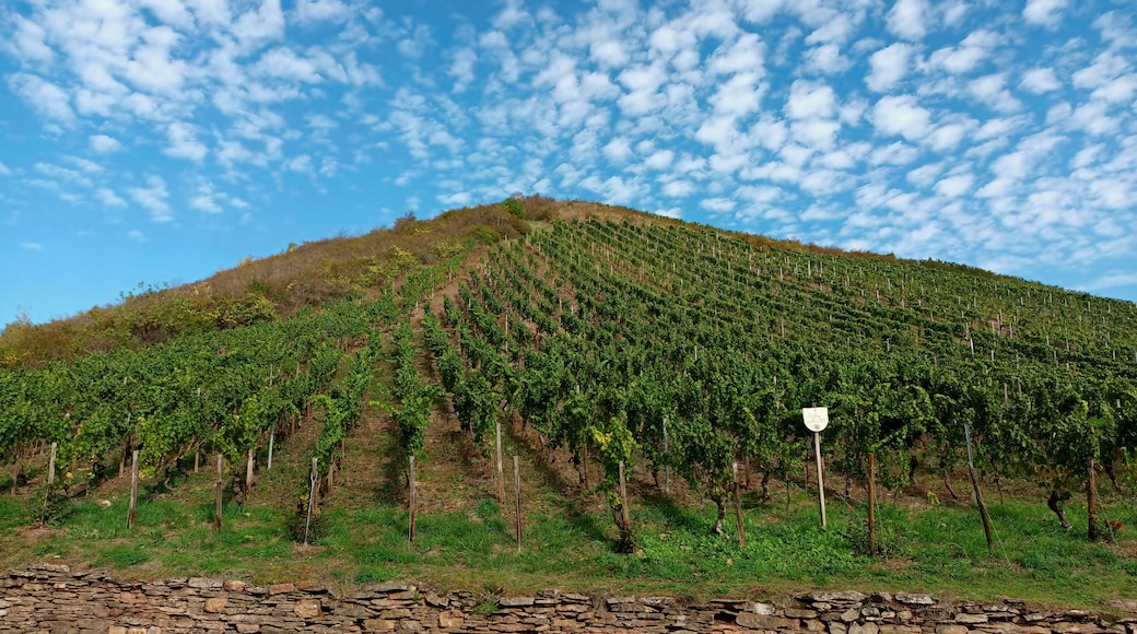 Sharp Rock Vineyards