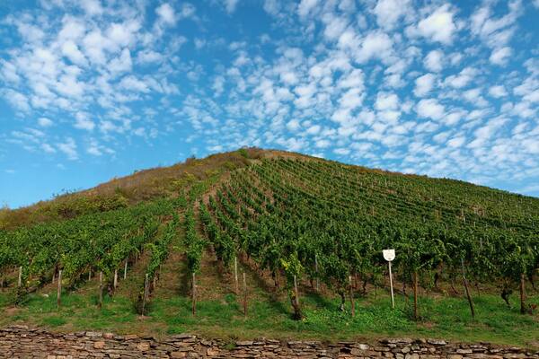 Weinberge in der Nahe-Region im Herbst bei Wallhausen auf dem Premium-Wanderweg Vitaltour Stein, Wein & Farbe im Landkreis Bad Kreuznach in der Nahe-Region von Rheinland-Pfalz.