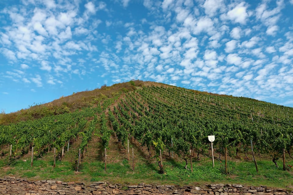 Ein Weinberg an einem Hang unter einem teils bewölkten Himmel.