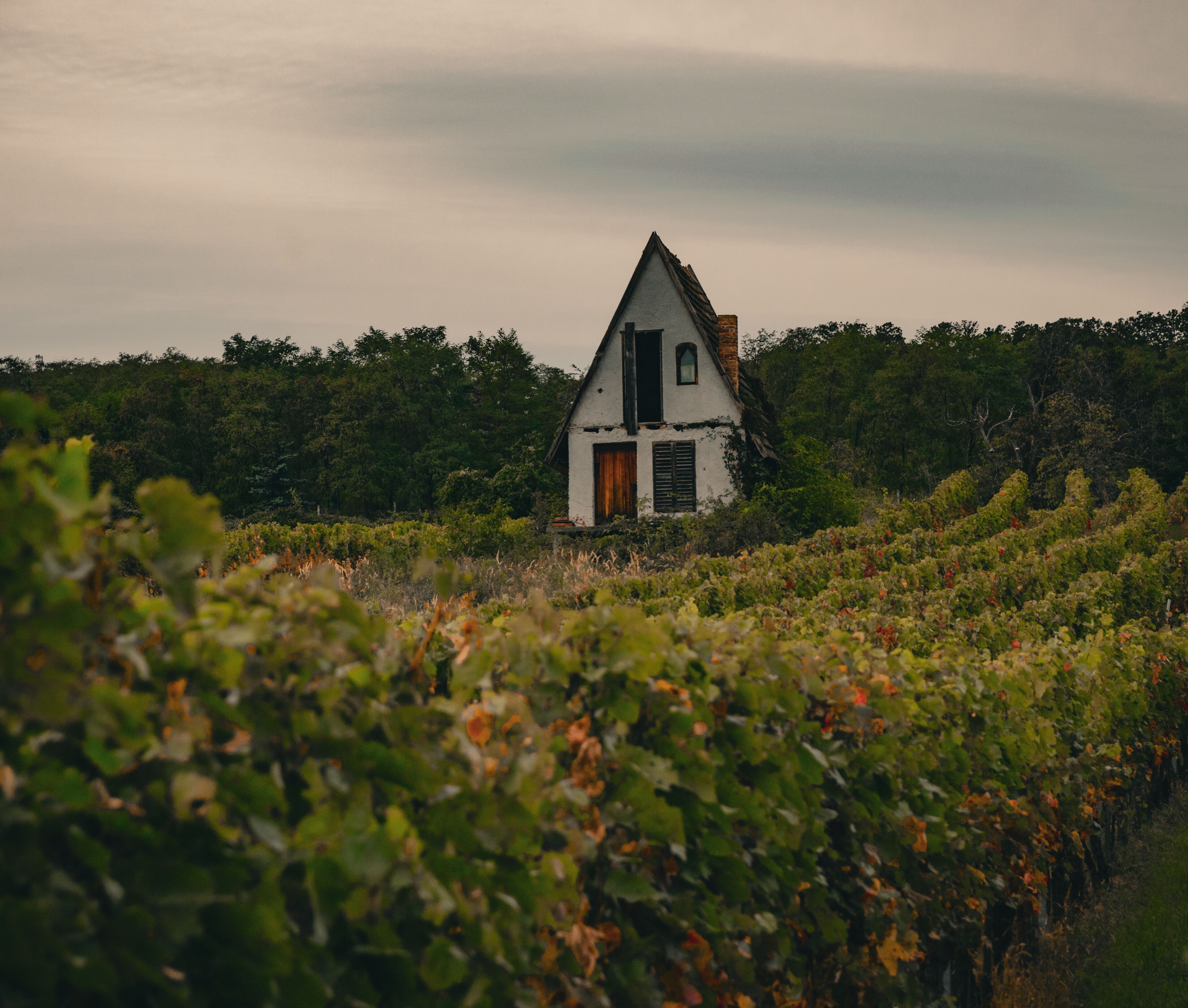 old house in the vineyard