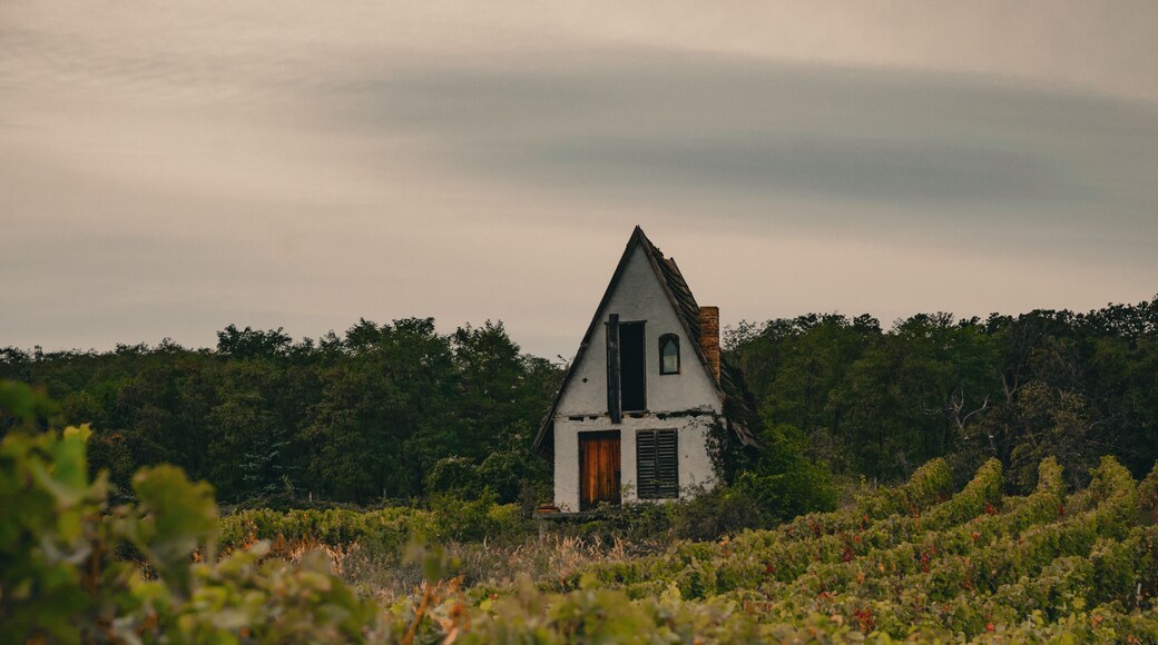 올드 하우스 포도 농장