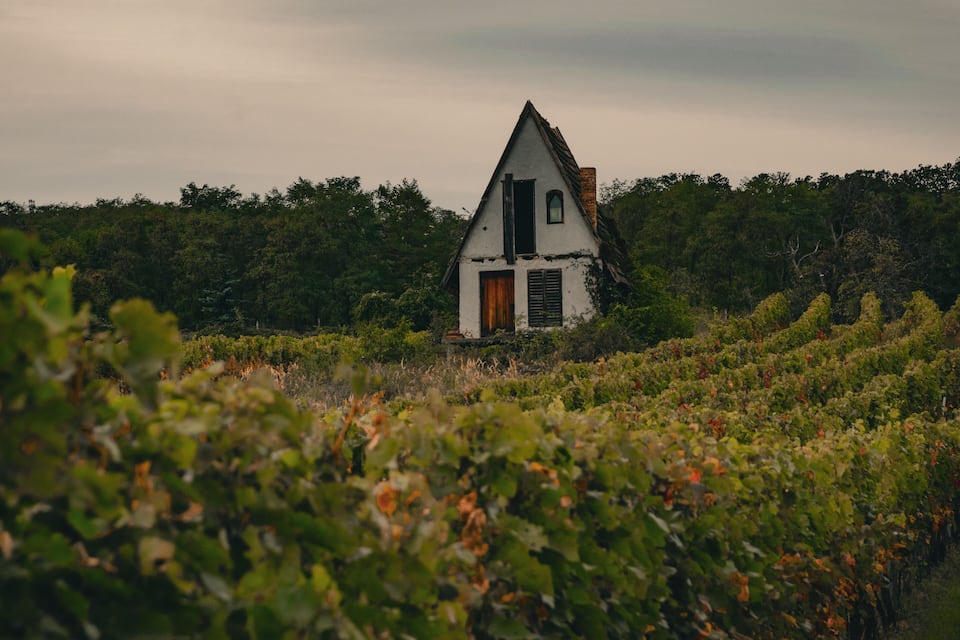 Una casa blanca con techo empinado y puerta de madera, rodeada de abundante vegetación y un viñedo.