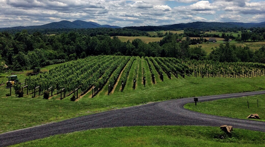 Such a beautiful view from the patio. And great wines too!! #delaplanecellars #winery #blueridgemountains #virginia #drinkvirginiawine