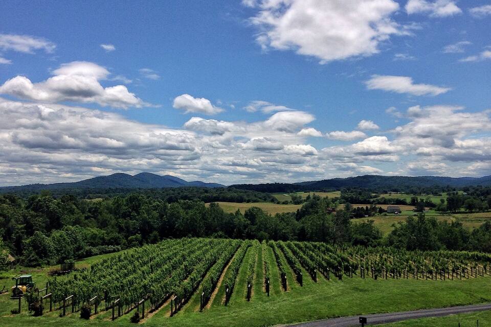 A vineyard with rows of grapevines under a partly cloudy sky.