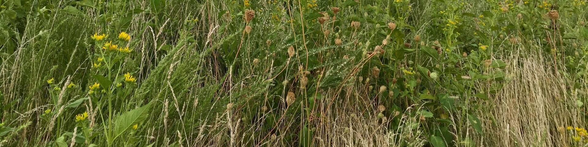 Hiking Sky Meadows State Park...