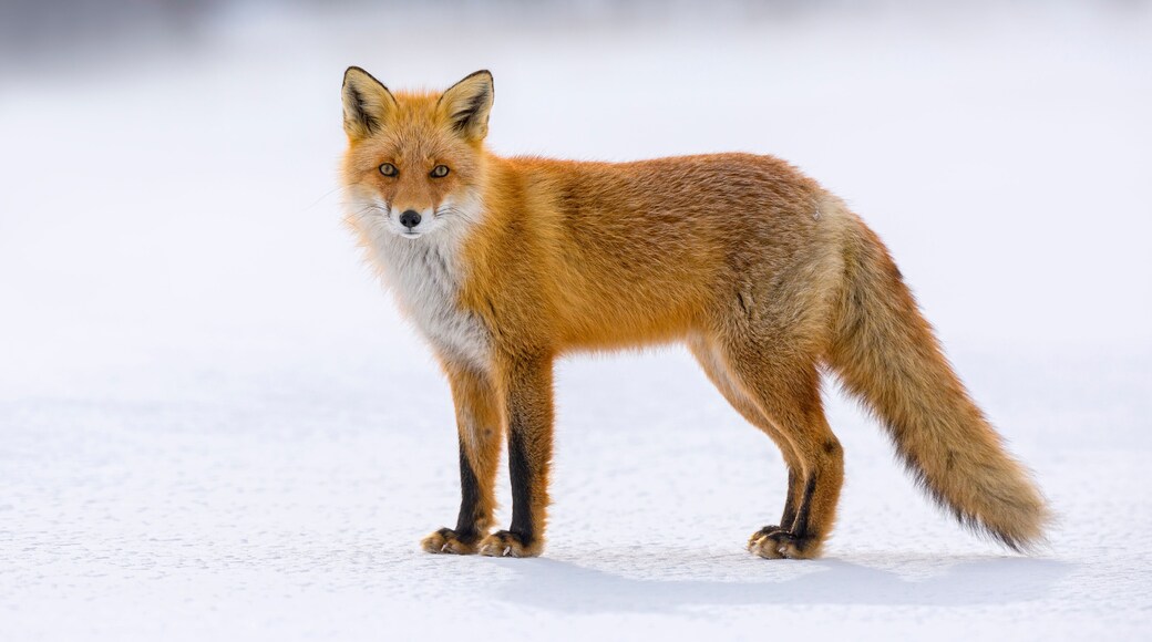 Red Fox Fine Art