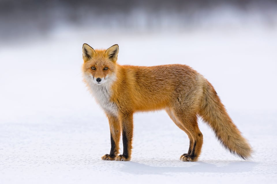 Una volpe rossa in piedi nella neve.