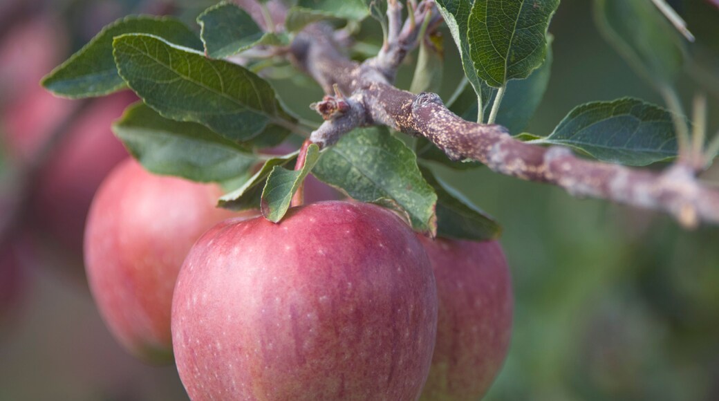 Mackintosh Fruktgård