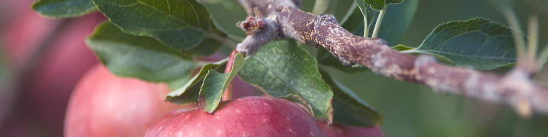 NA; Canada; British Columbia; Okanagan Valley; Mac Apples (Selective Focus)