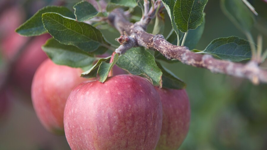 Exploitation fruitiĂšre Mackintosh