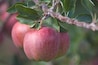 Mackintosh Fruit Farm