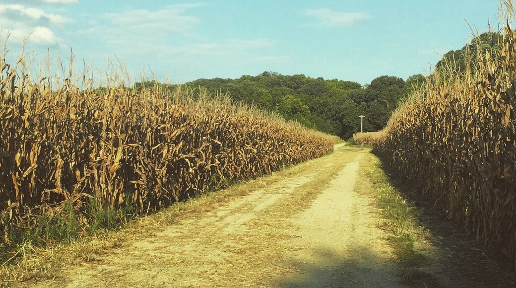 Cornfield