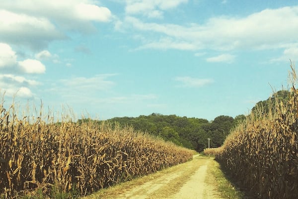 Cornfield