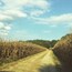 Cornfield