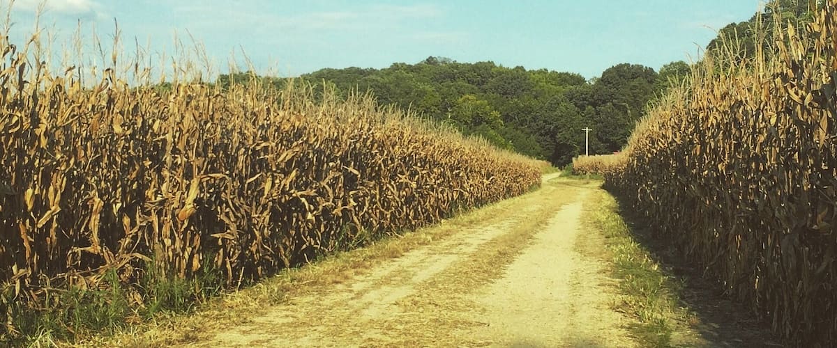 A dirt road flanked by cornfields under a partly cloudy sky.