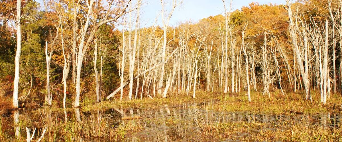 Swampy marsh lands with barren trees, lily pads, and autumn color foliage in profile view