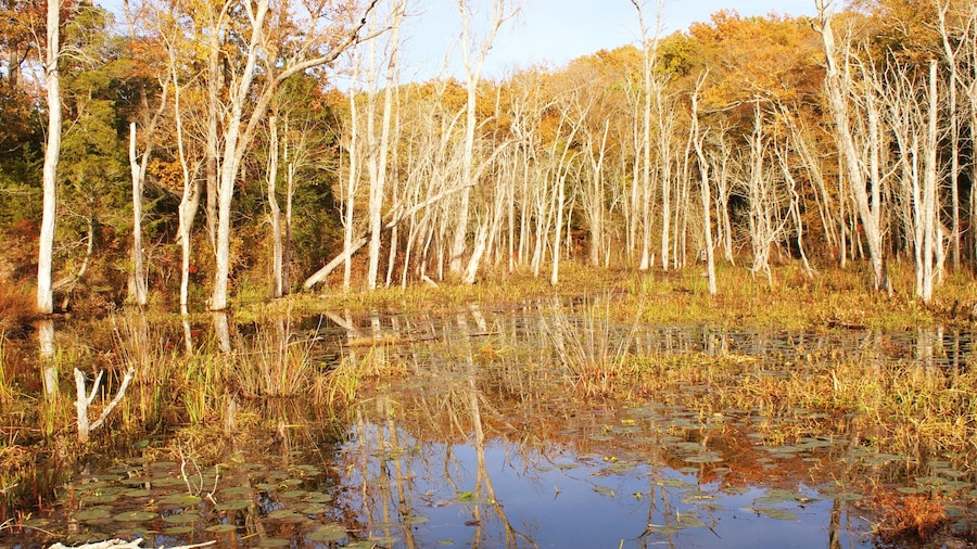 Swampy marsh lands with barren trees, lily pads, and autumn color foliage in profile view