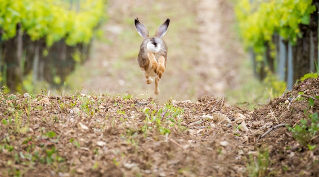 Running Hare Vineyard