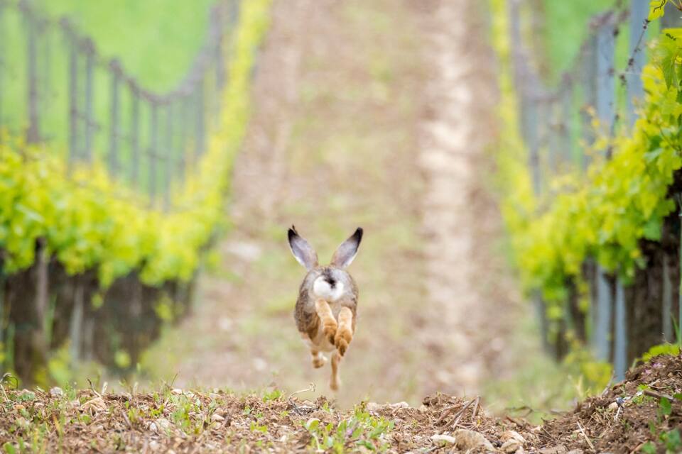 A rabbit running down a dirt path between rows of grapevines.