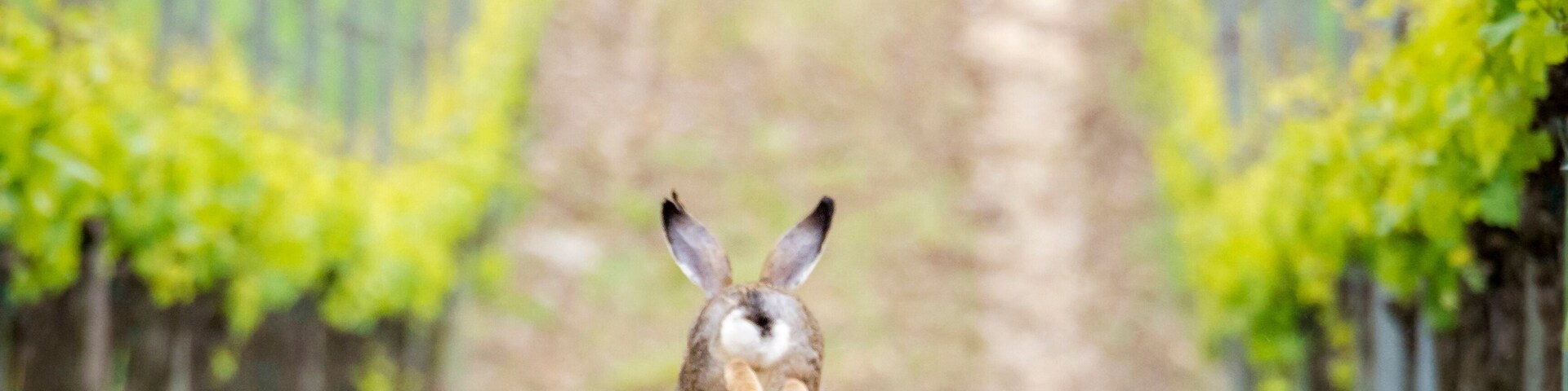 Running Hare in a vineyard