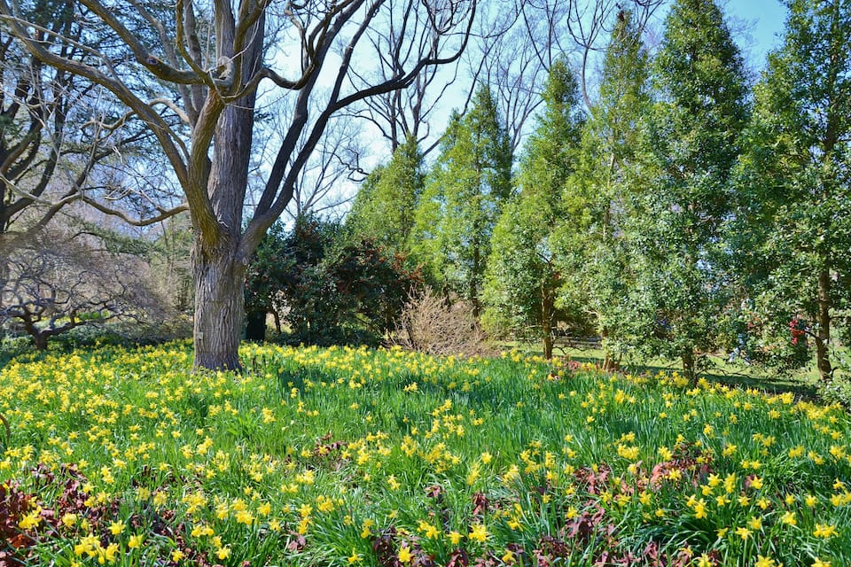 A field of yellow daffodils, a large tree, and a dense forest in the background.