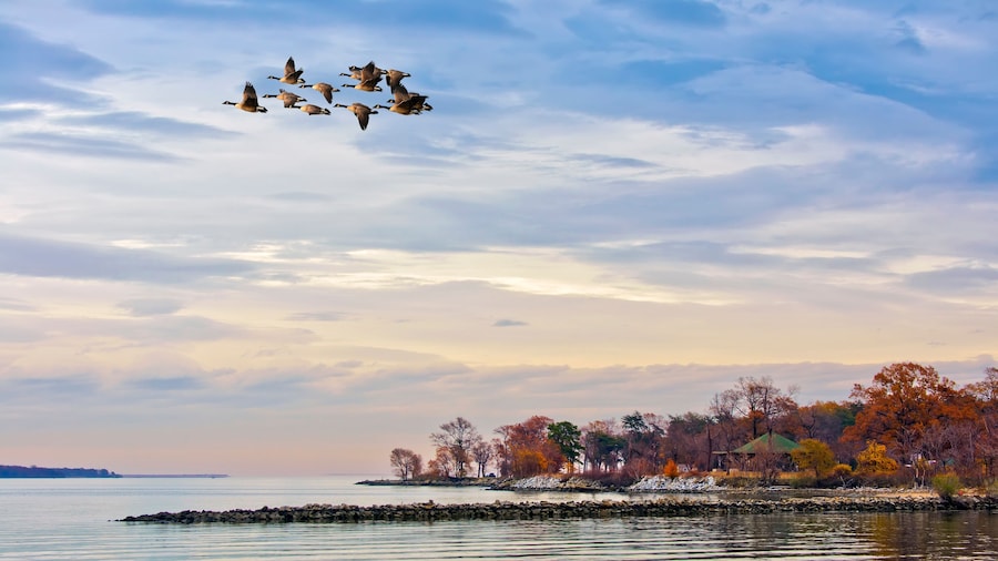 Geese flying over the Chesapeake Bay in Autumn