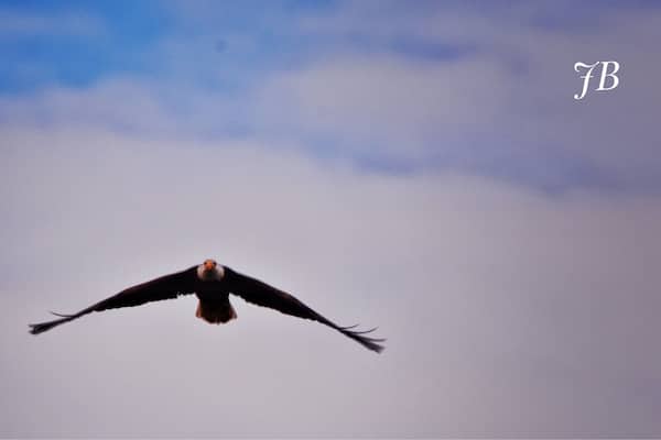 Stealth bomber! (Bald eagle in the wild)