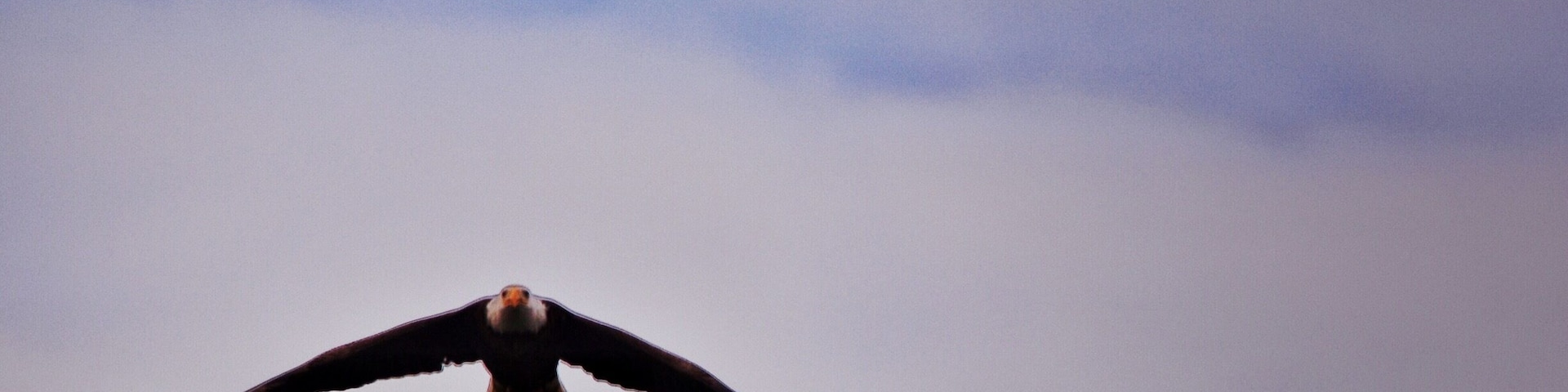 Stealth bomber! (Bald eagle in the wild)