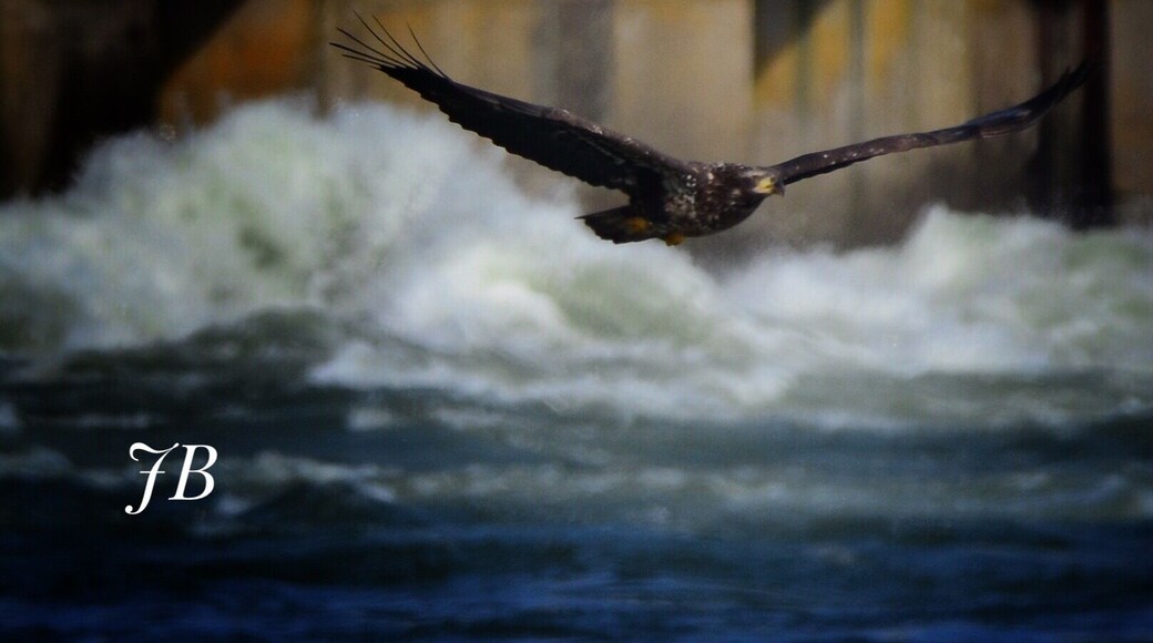 This was taken at Conowingo Dam, Maryland.
