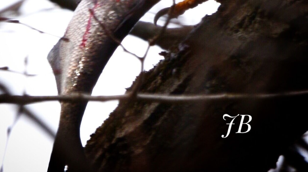 Bald eagle devouring his catch.