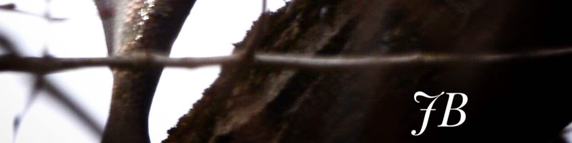 Bald eagle devouring his catch.