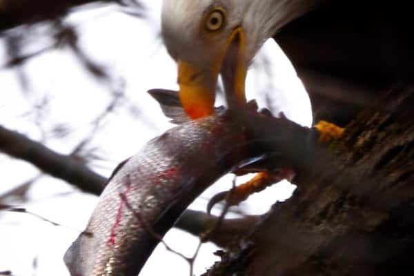 Bald eagle devouring his catch.