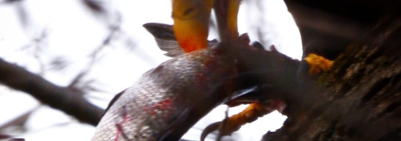 Bald eagle devouring his catch.