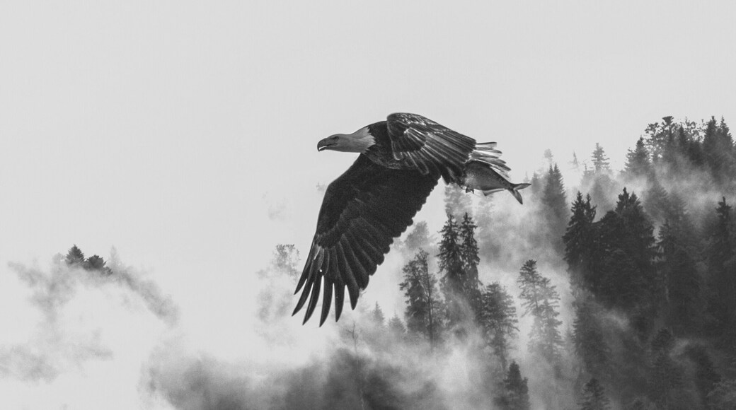 Eagle with fish