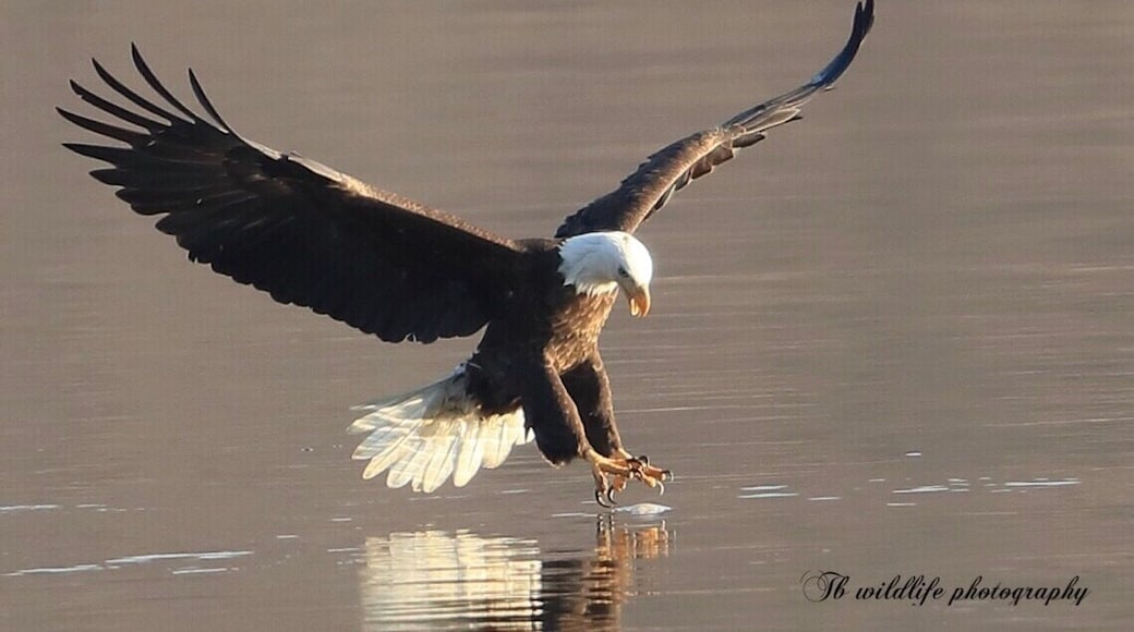 Every year bald eagles might Grayson to Conowingo dam between end of October to end of December , you can see hundreds of eagles fishing and other action here.