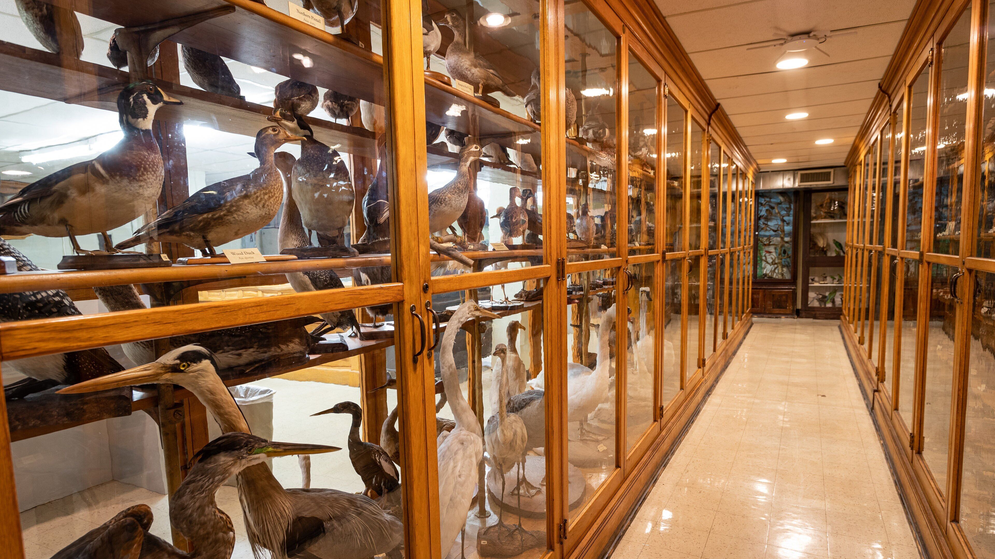 North Museum of Natural History which includes interior views