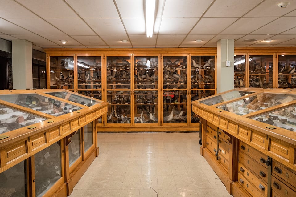 Um museu com vitrines de vidro exibindo diversas aves e fósseis.