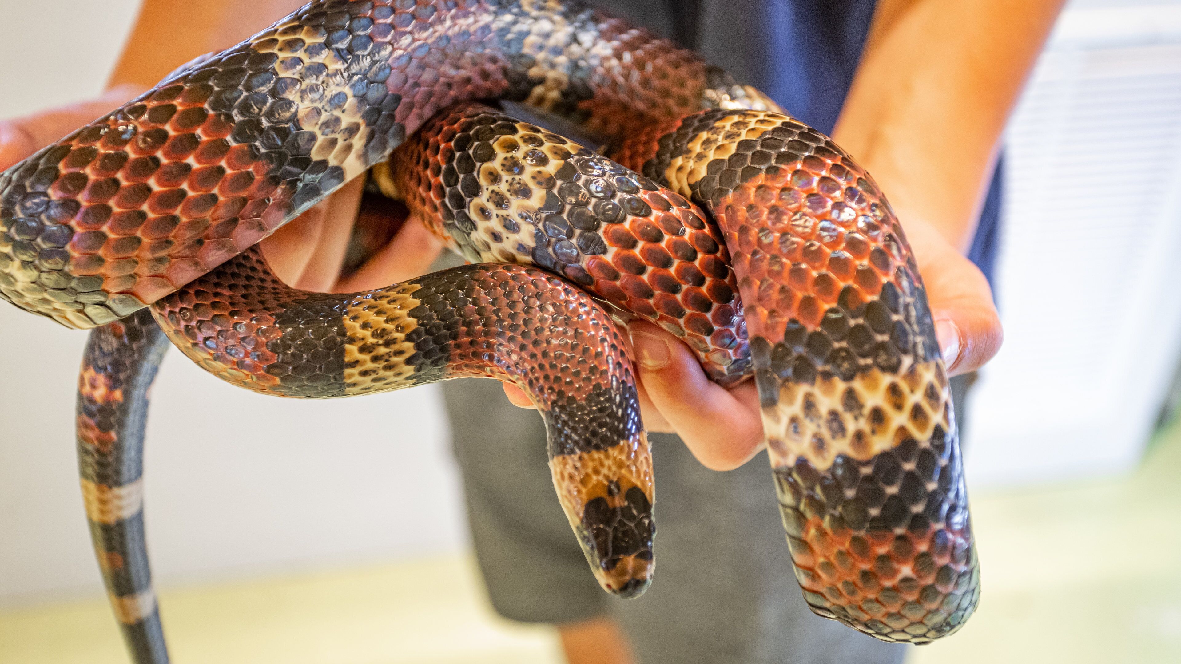 North Museum of Natural History featuring zoo animals and dangerous animals