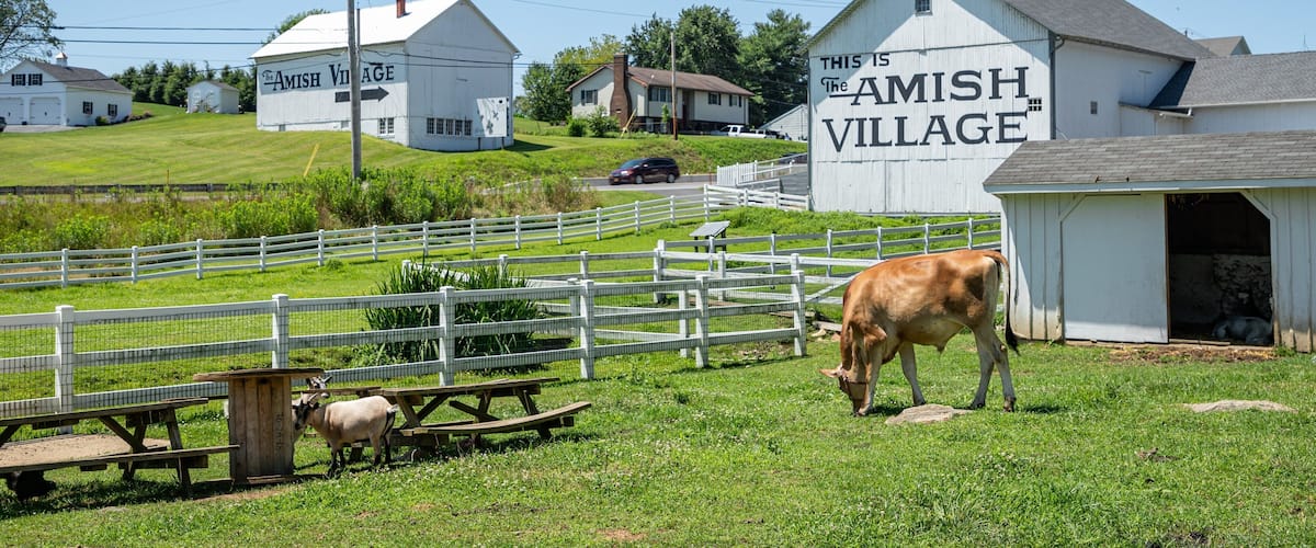 Lancaster featuring farmland, land animals and signage