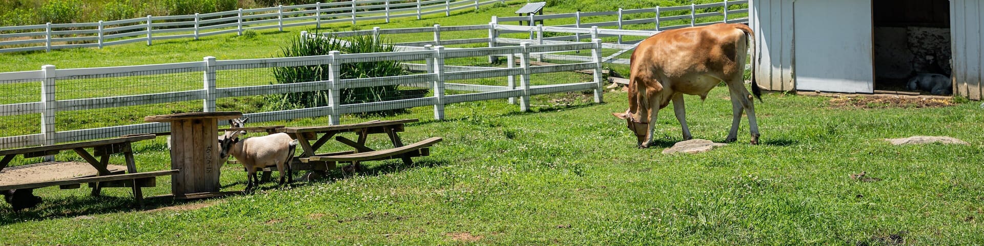 Lancaster featuring farmland, land animals and signage