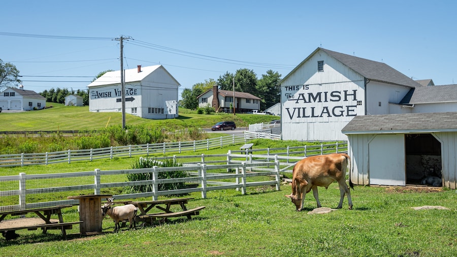 Lancaster featuring farmland, land animals and signage