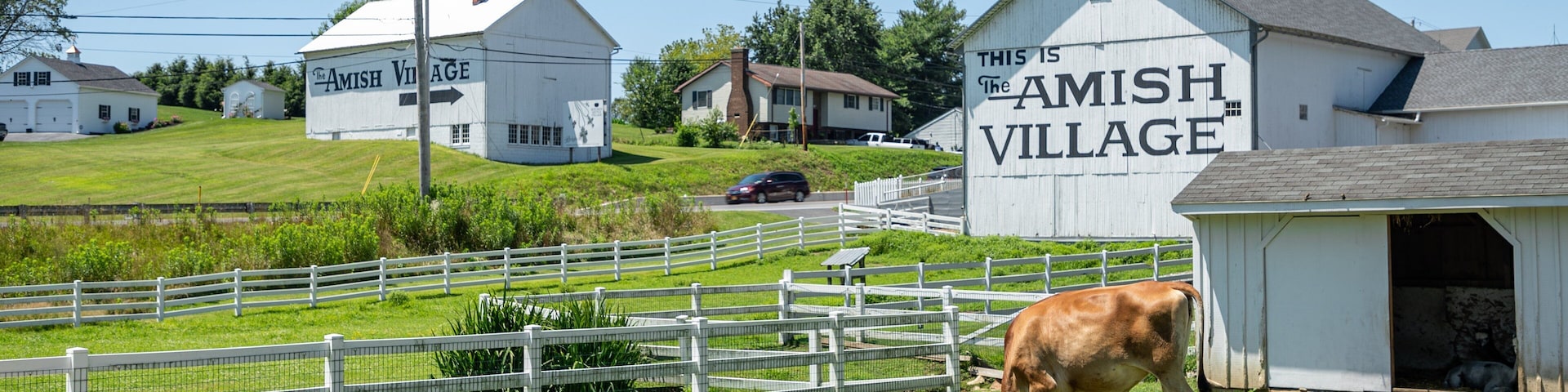 Lancaster featuring farmland, land animals and signage