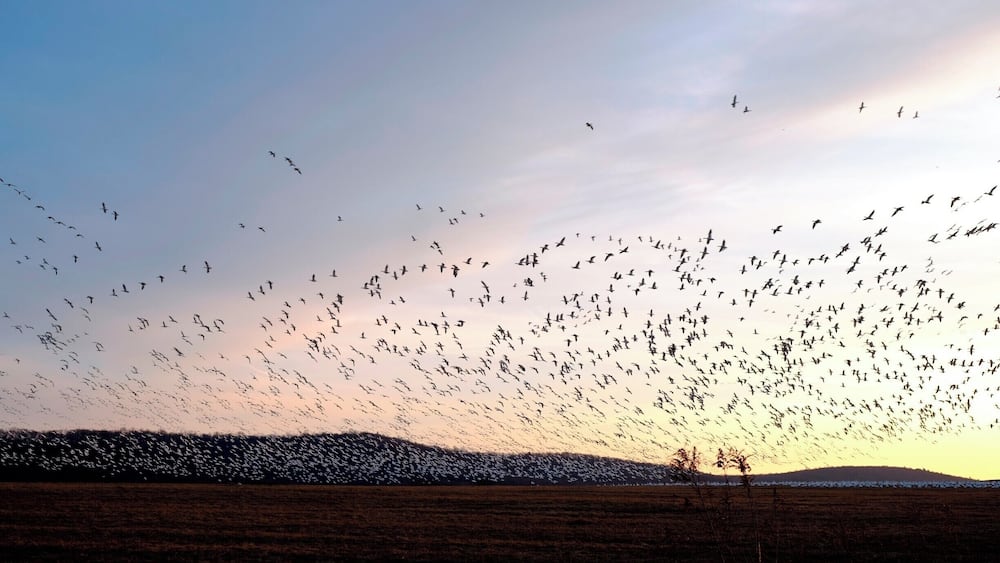 A flock of birds flying over a field at sunset.