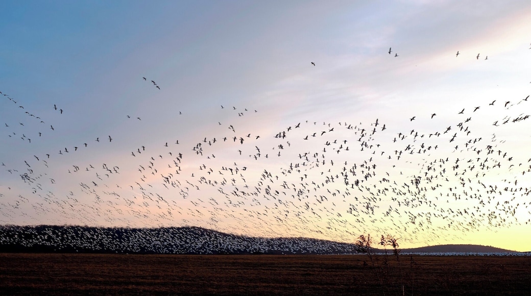 As if it's been rehearsed, 70,000+ airborne snow geese creating a wave formation in the dusky sky. The scene is breathtaking.
#BvSApplication