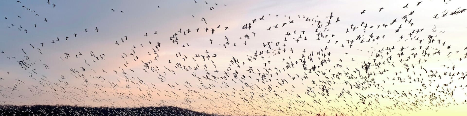 As if it's been rehearsed, 70,000+ airborne snow geese creating a wave formation in the dusky sky. The scene is breathtaking.
#BvSApplication