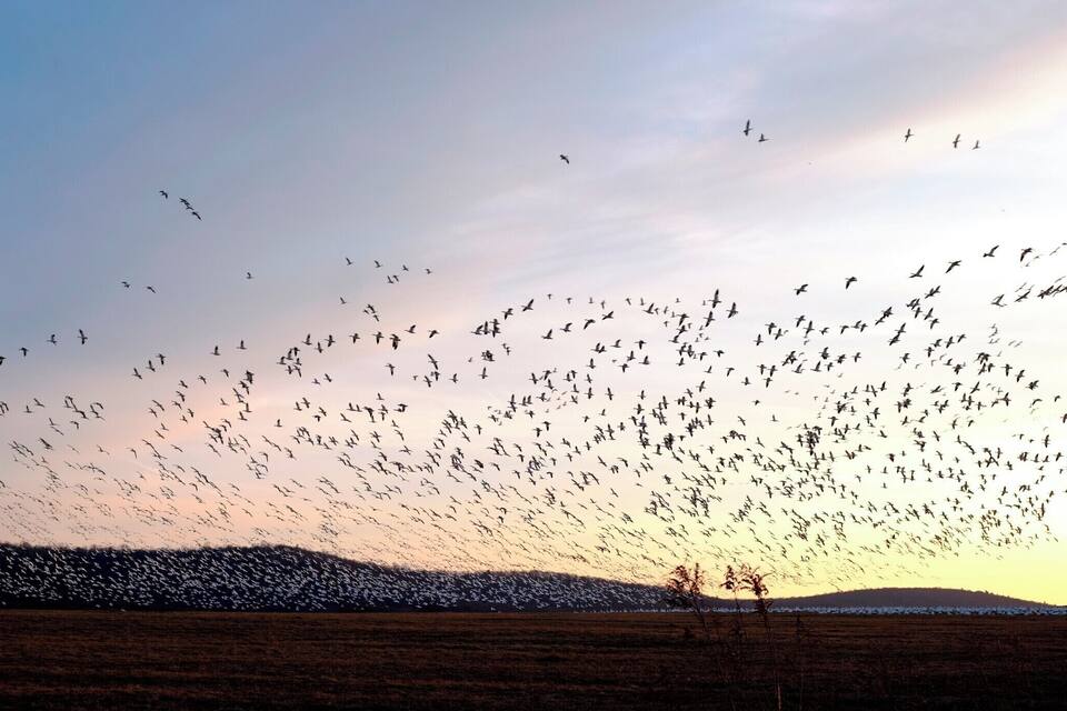 Um bando de pássaros voando sobre um campo ao pôr do sol.