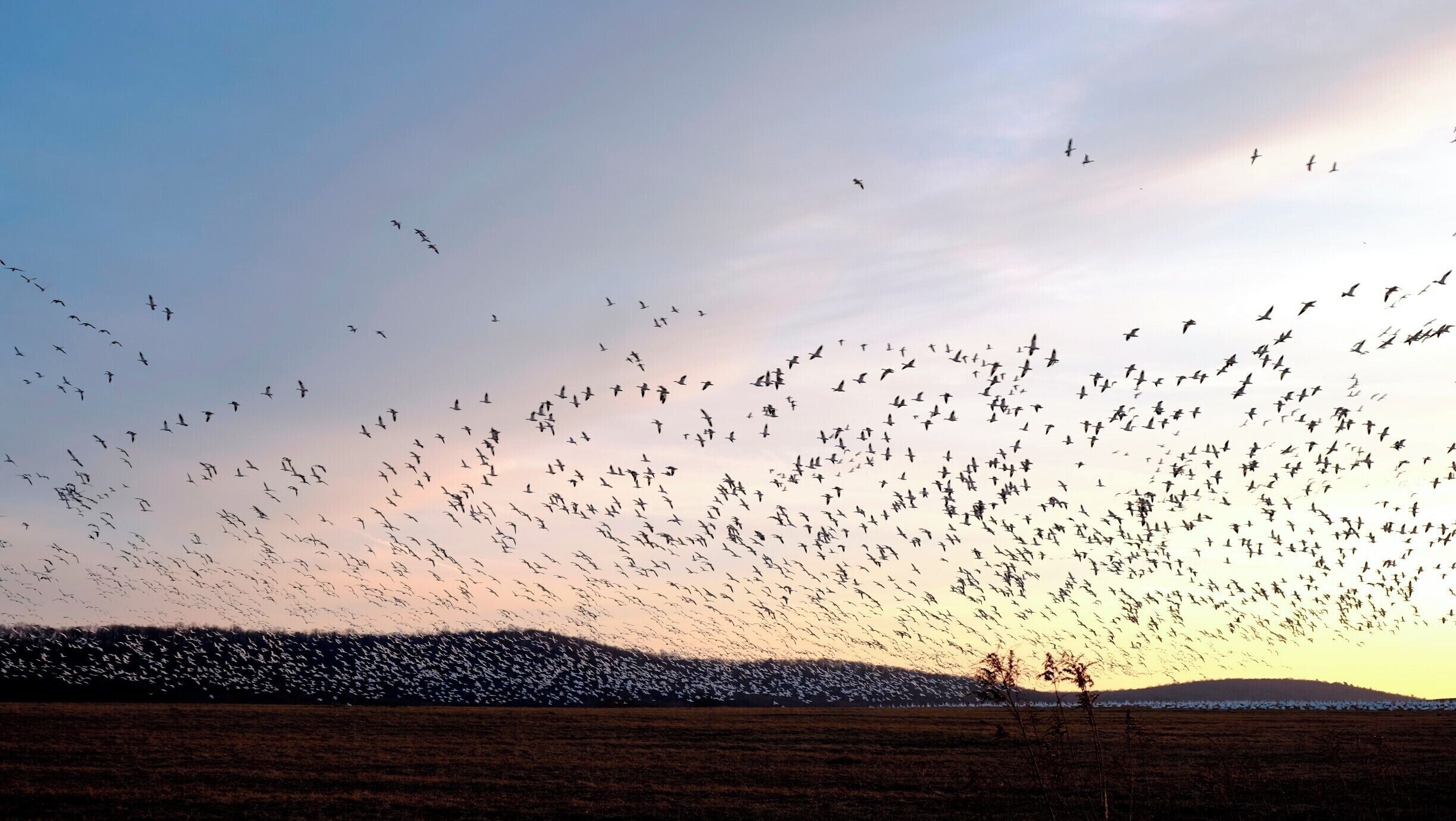 A flock of birds flying over a field at sunset.