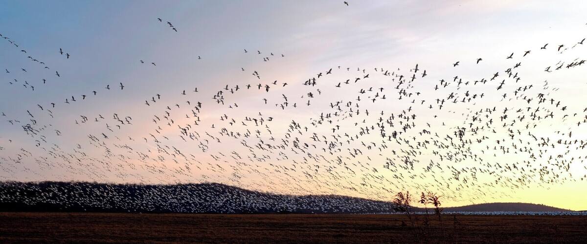 A flock of birds flying over a field at sunset.